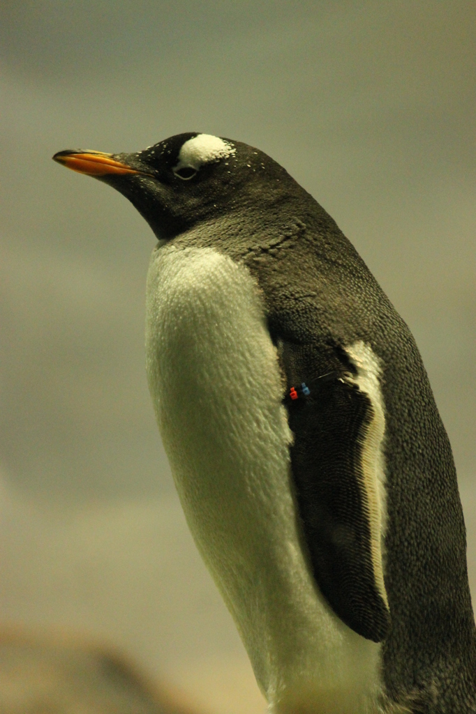 ペンギンさん