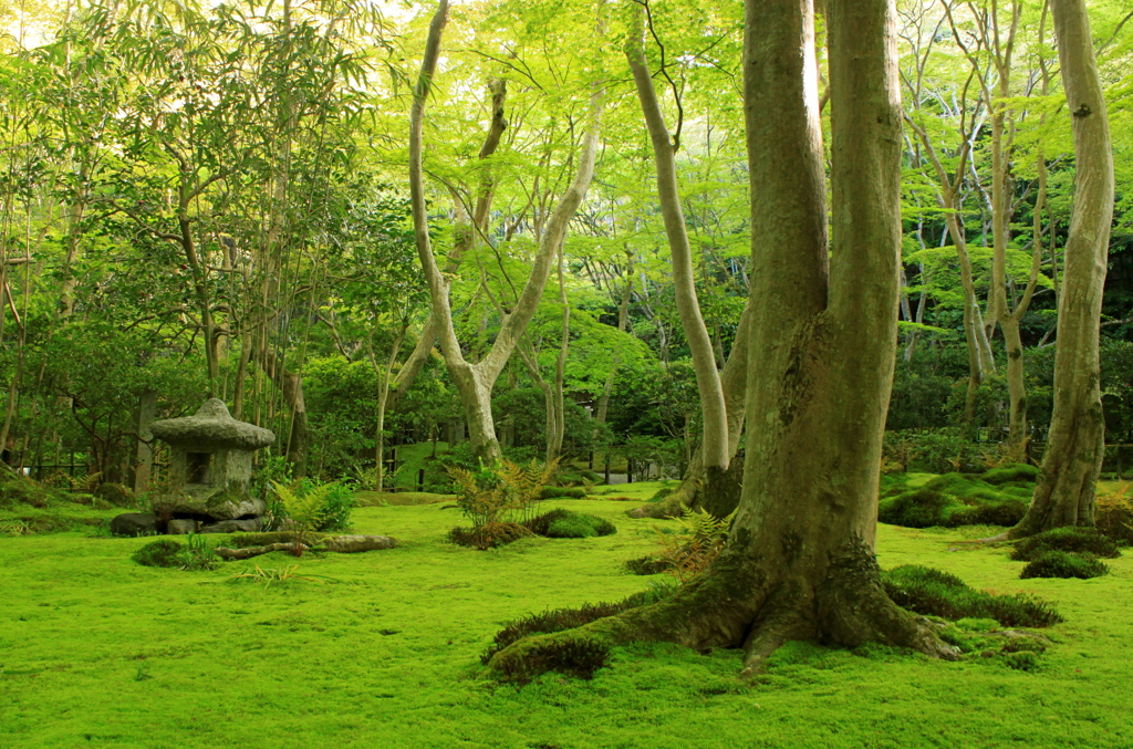 祇王寺　〜苔の庭〜