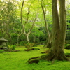 祇王寺　〜苔の庭〜