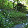 愛宕念仏寺　〜シャガ〜