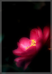 紅い山茶花