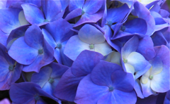 blue butterfly