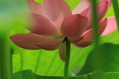 ひみつ