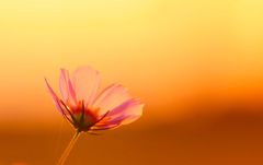 夕映え