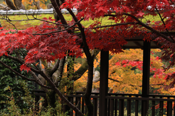 本土寺のもみじ４