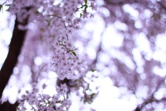 花かげ