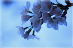 蒼い桜