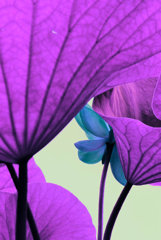 Lotus 1