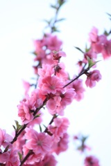 pink pink