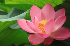 紅の華