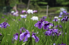 江戸の粋