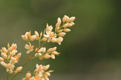 ライスフラワー
