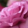 貴婦人のドレス