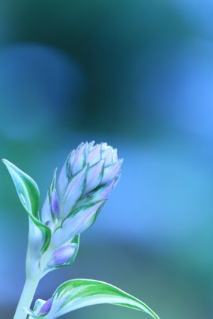 blue dream
