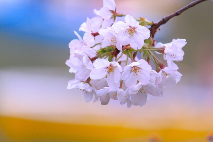 sakura bonbon