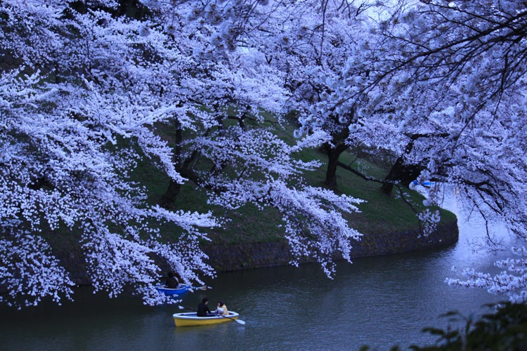 sakura - ukihune