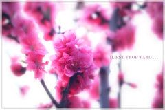 pink pink pink