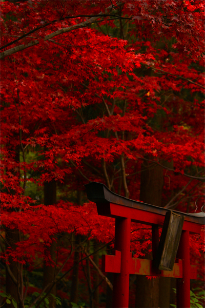 本土寺のもみじ５