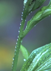 raindrops