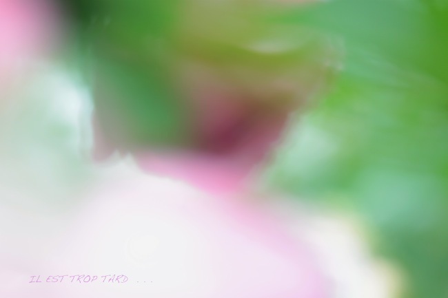 見えているもの