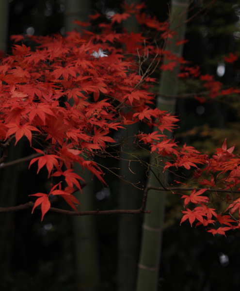 本土寺のもみじ８