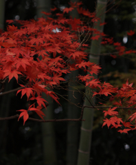 本土寺のもみじ８
