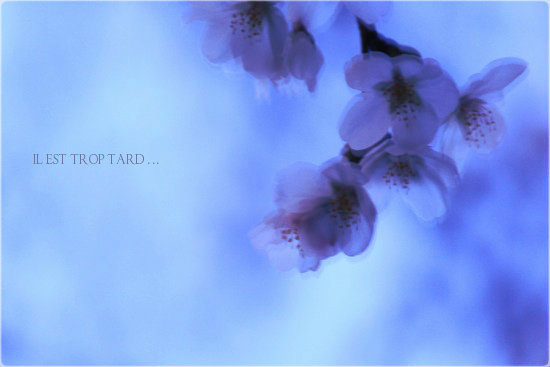 揺れる桜