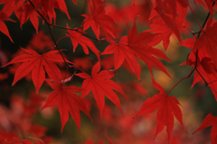 本土寺のもみじ１