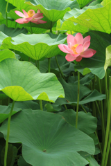 咲く華