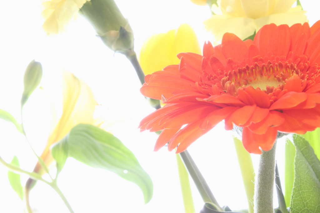 gerbera