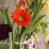 gerbera