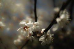 SDIM0264