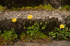 SDIM0456