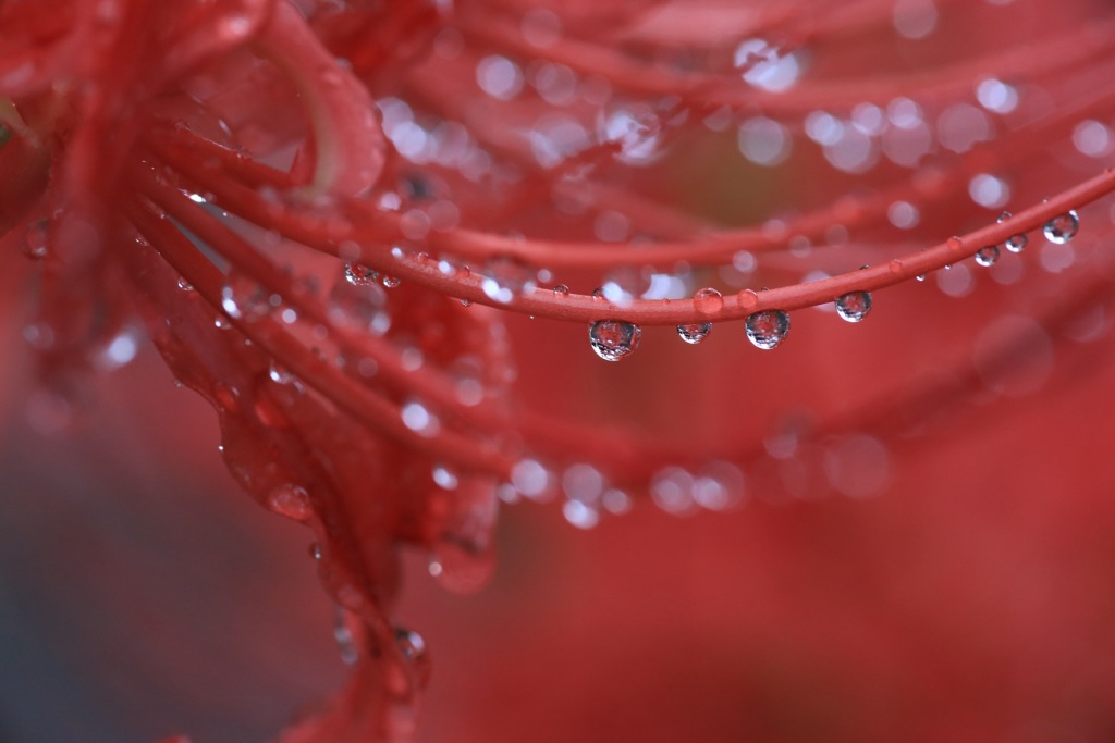 雨粒