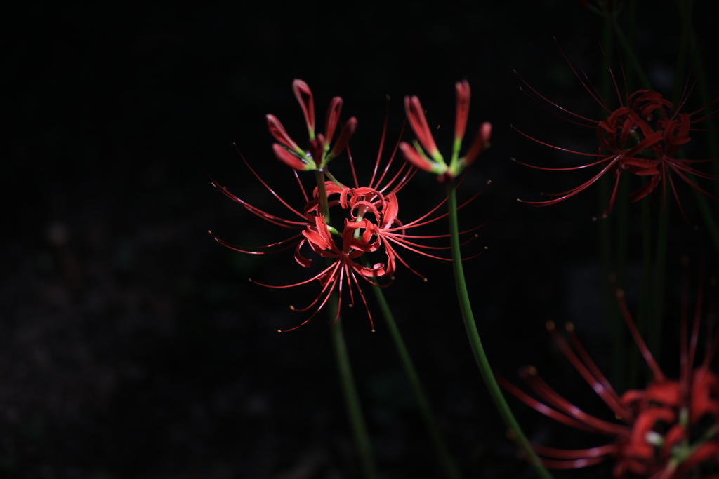 曼珠沙華