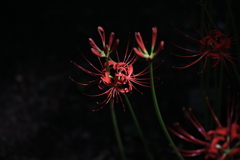 曼珠沙華