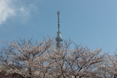 桜とスカイツリー　in墨田公園