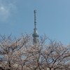 桜とスカイツリー　in墨田公園