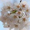 全力でサクラサク　in墨田公園