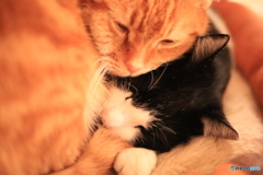 つぶし、つぶされ(*´꒳`*)