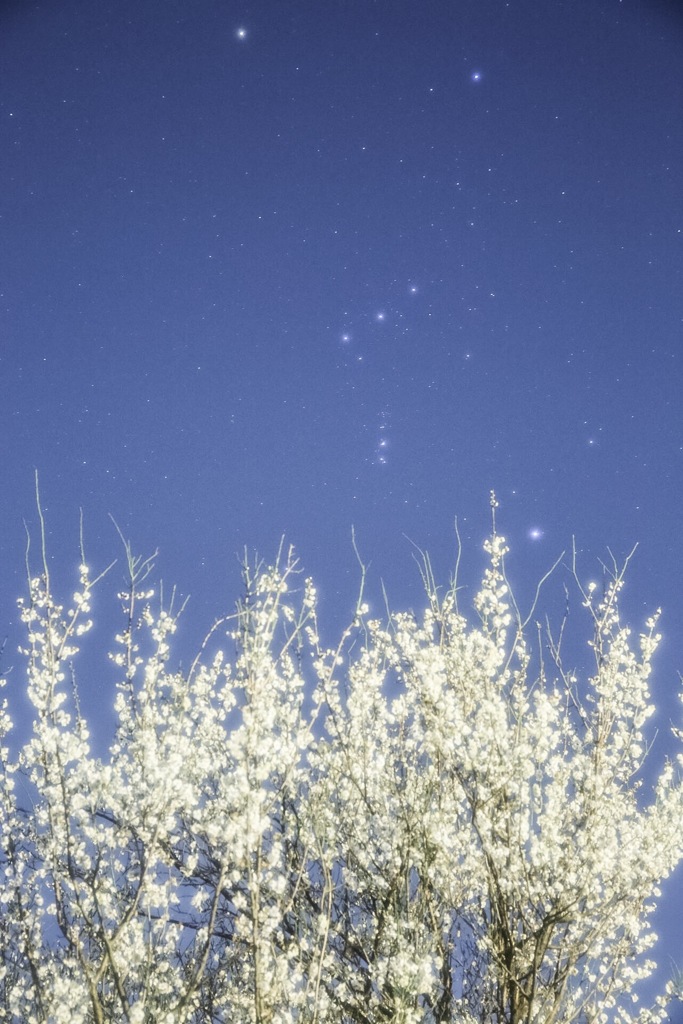 梅星