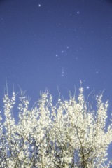 梅星