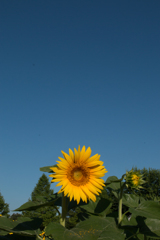 IMG_02142016-08-12　世羅高原ヒマワリ