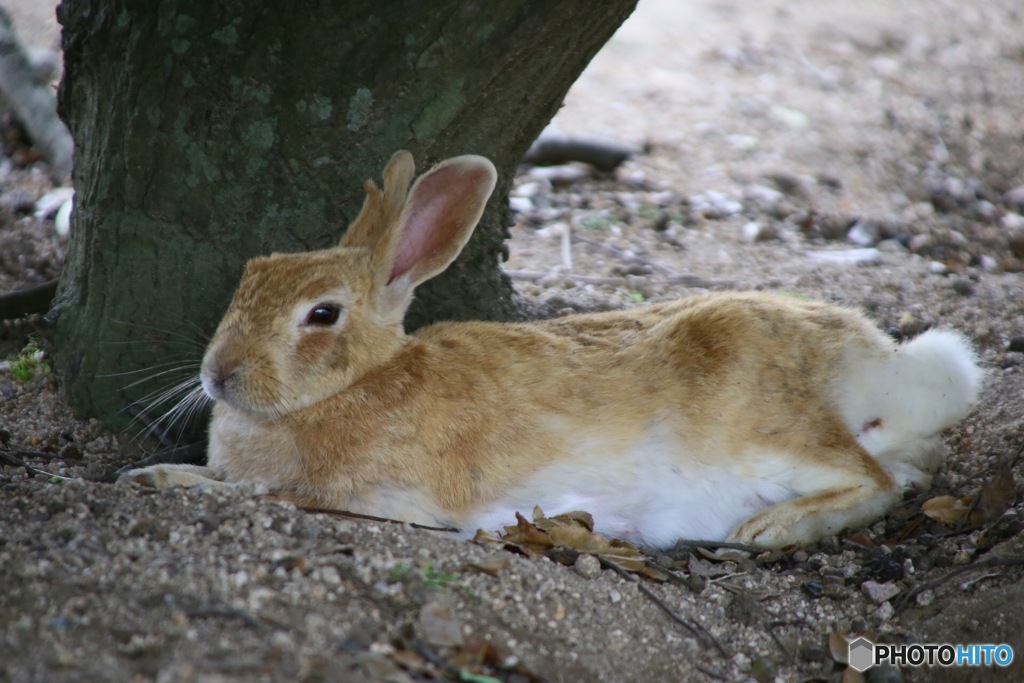 うさぎ　大野島