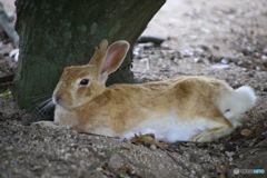うさぎ　大野島