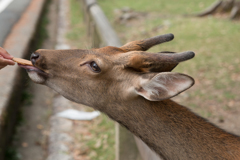 IMG_04892016-08-28　奈良