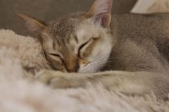 お昼ねこ