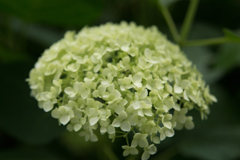 IMG_10162016-05-28長居公園　自然史博物館　生命大躍進