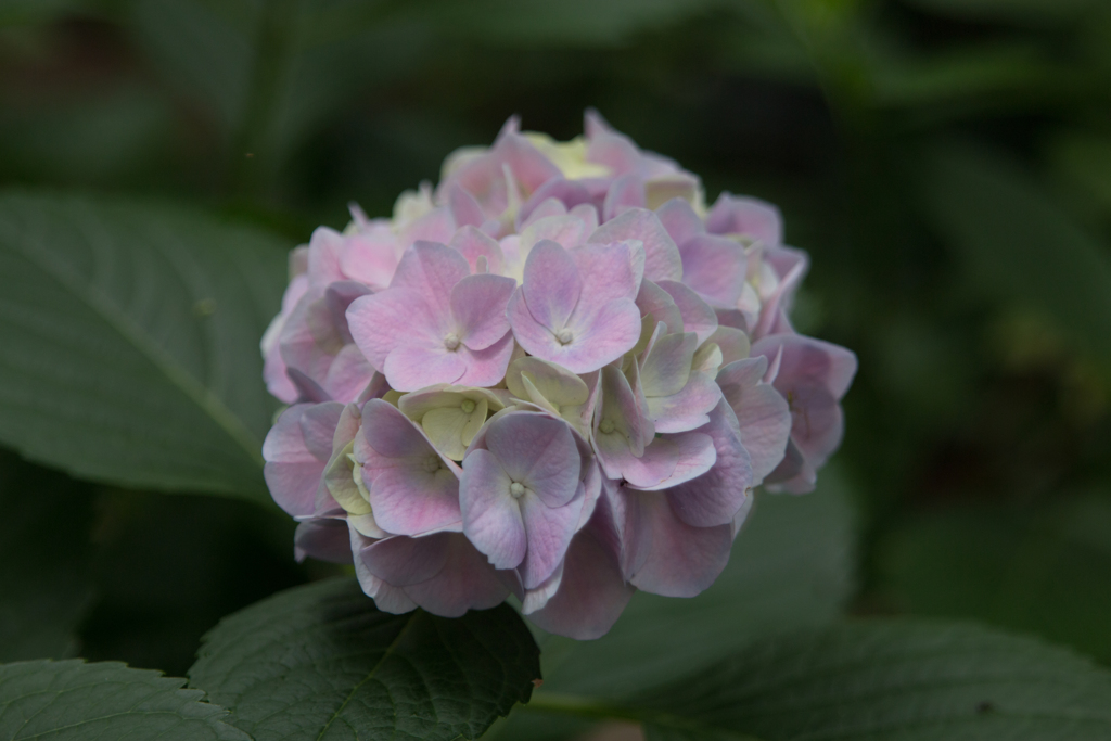 IMG_10172016-05-28長居公園　自然史博物館　生命大躍進