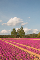 世羅高原農場